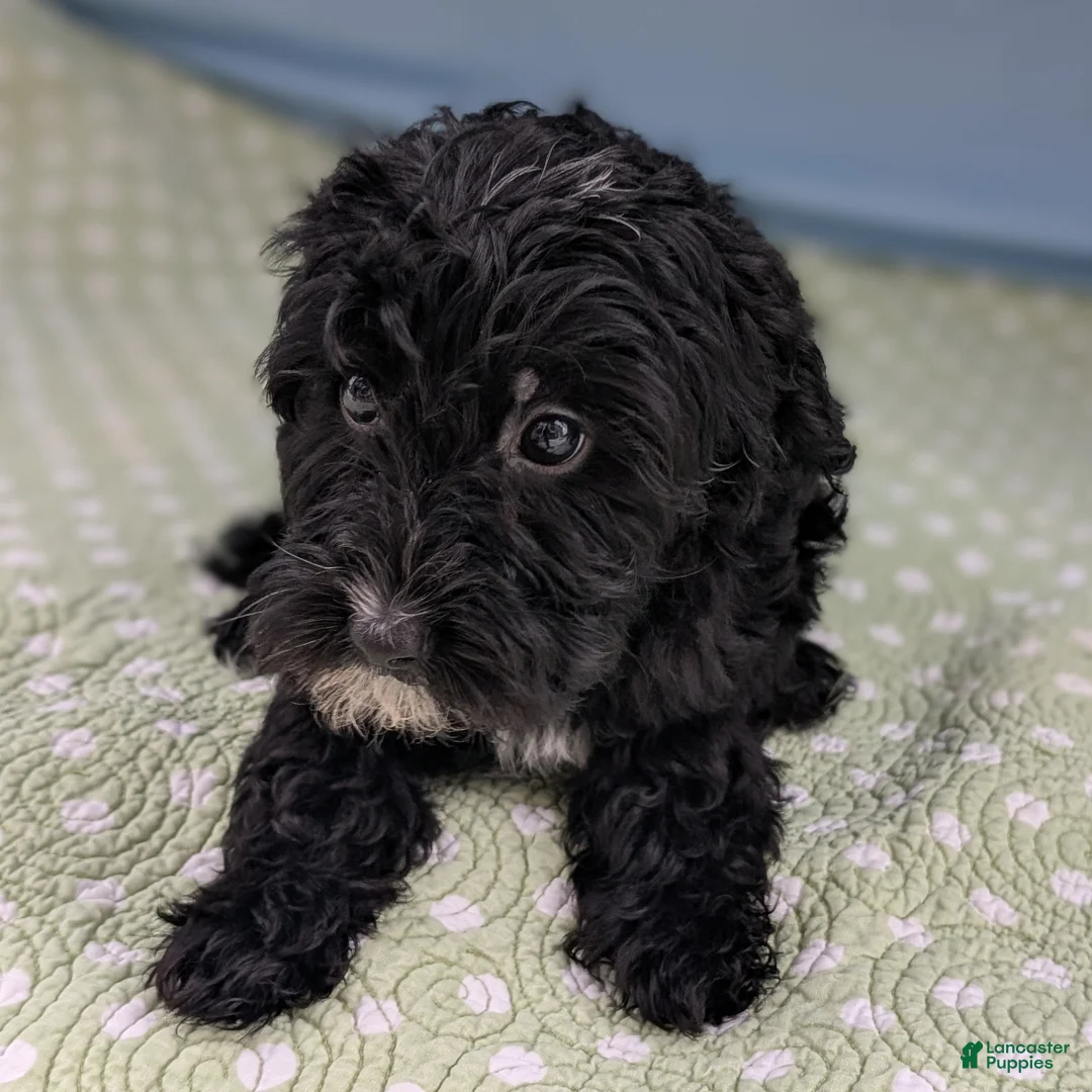 Mixed Breed dogs for sale: Flores (Flower) - Ad 9