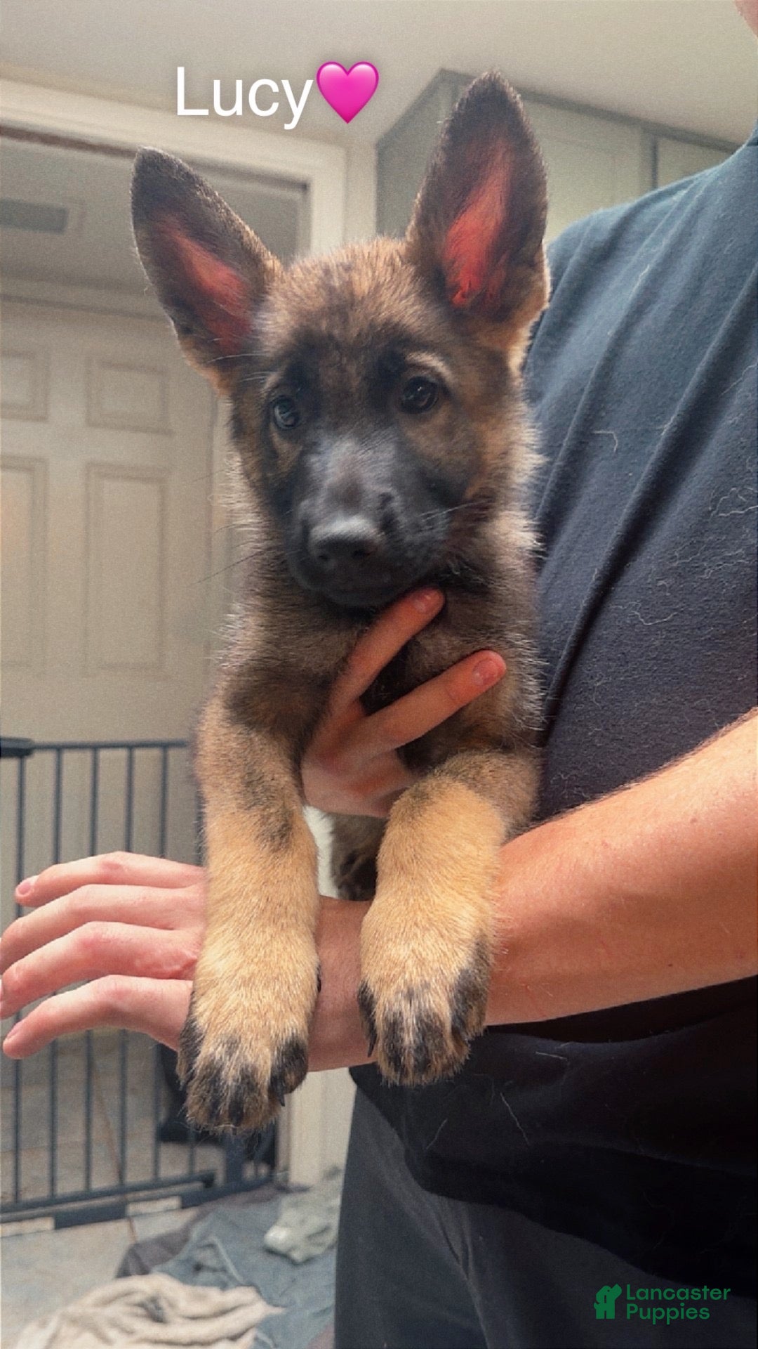 German Shepherd dogs Lucy - Ad 13
