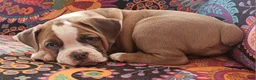 Olde English Bulldogge dogs for sale: Olde English Bulldogge Nyx - Ad 5