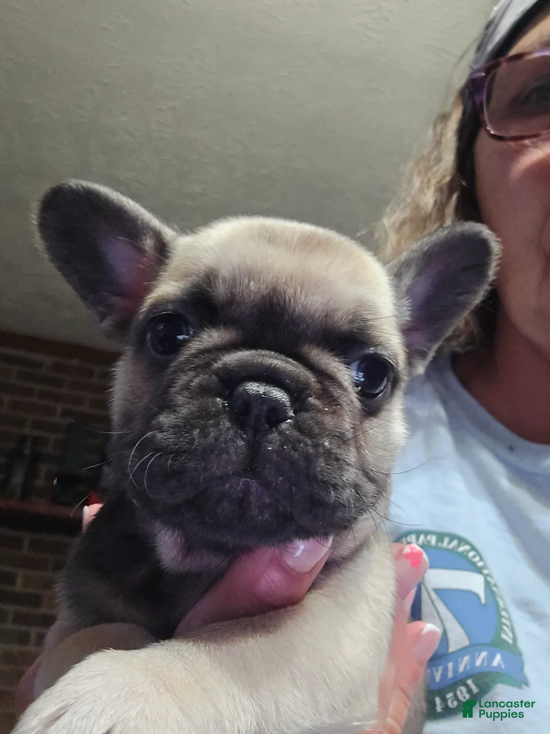 French Bulldog dogs for sale: French Bulldog Puppy 2 - Ad 1