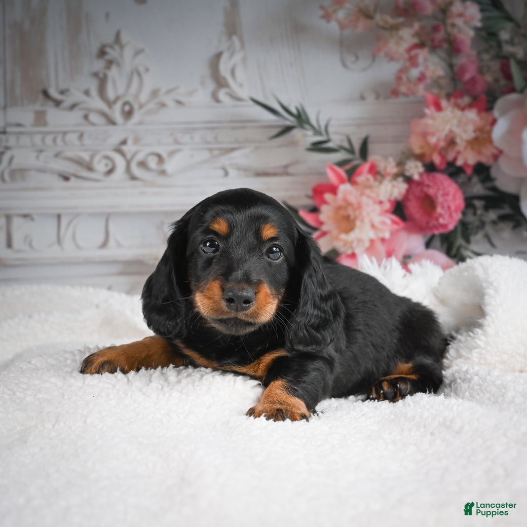 Miniature Dachshund dogs AKC-Gibson - Ad 2