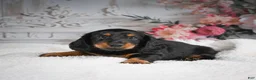 Miniature Dachshund dogs for sale: AKC-Gibson - Ad 2