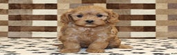 Cavapoo dogs for sale: Emma - Ad 3