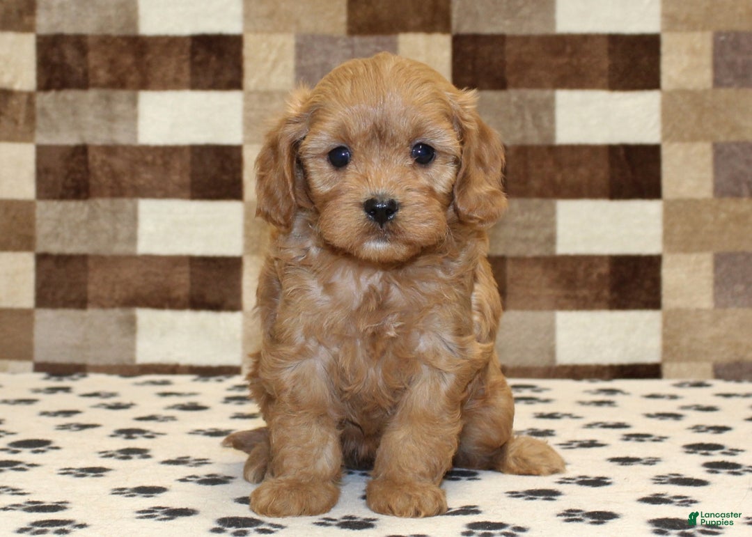 Cavapoo dogs for sale: Emma - Ad 3