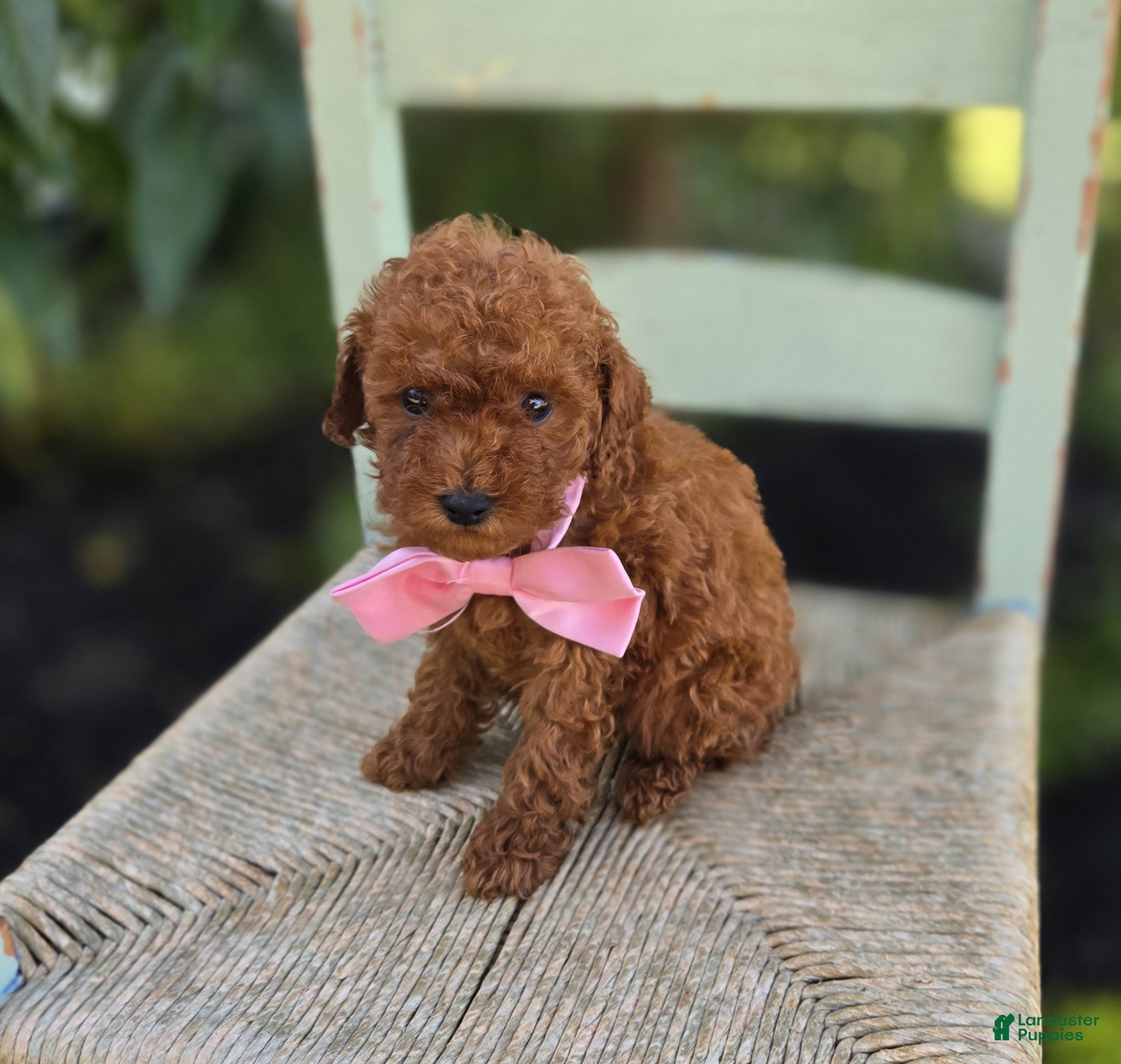 Toy Poodle dogs Bella - Ad 1