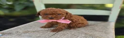 Toy Poodle dogs for sale: Bella - Ad 1