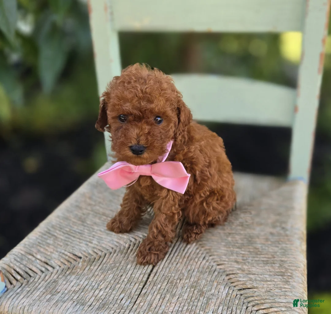 Toy Poodle dogs for sale: Bella - Ad 1