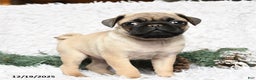 Pug dogs for sale: Pico - Ad 3