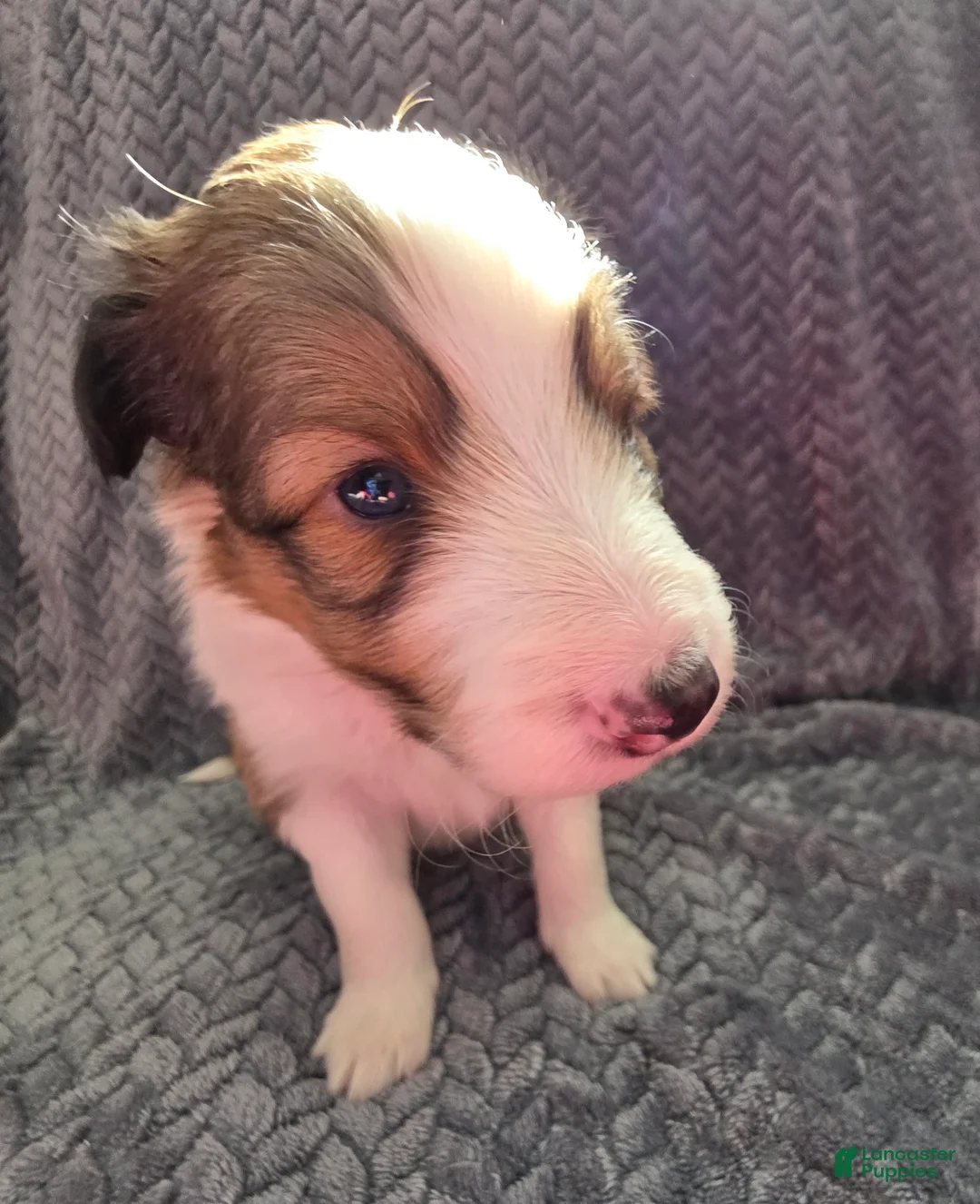 Shetland Sheepdog dogs for sale: Falco - Ad 5