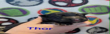 Thor 