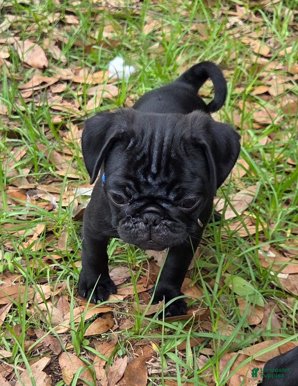 Pug dogs Toby - Ad 2