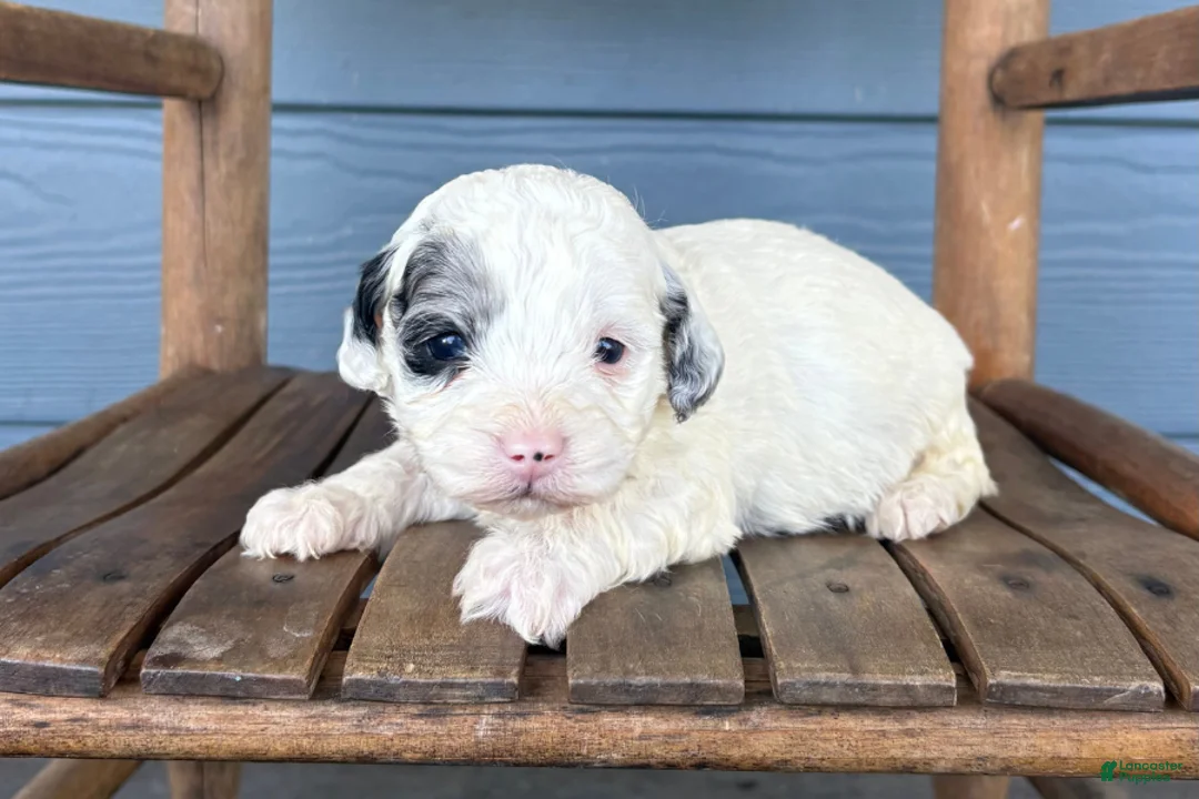 Cavapoo dogs for sale: Blot - Ad 2