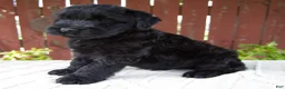 Giant Schnauzer dogs for sale: Theodore - Ad 3