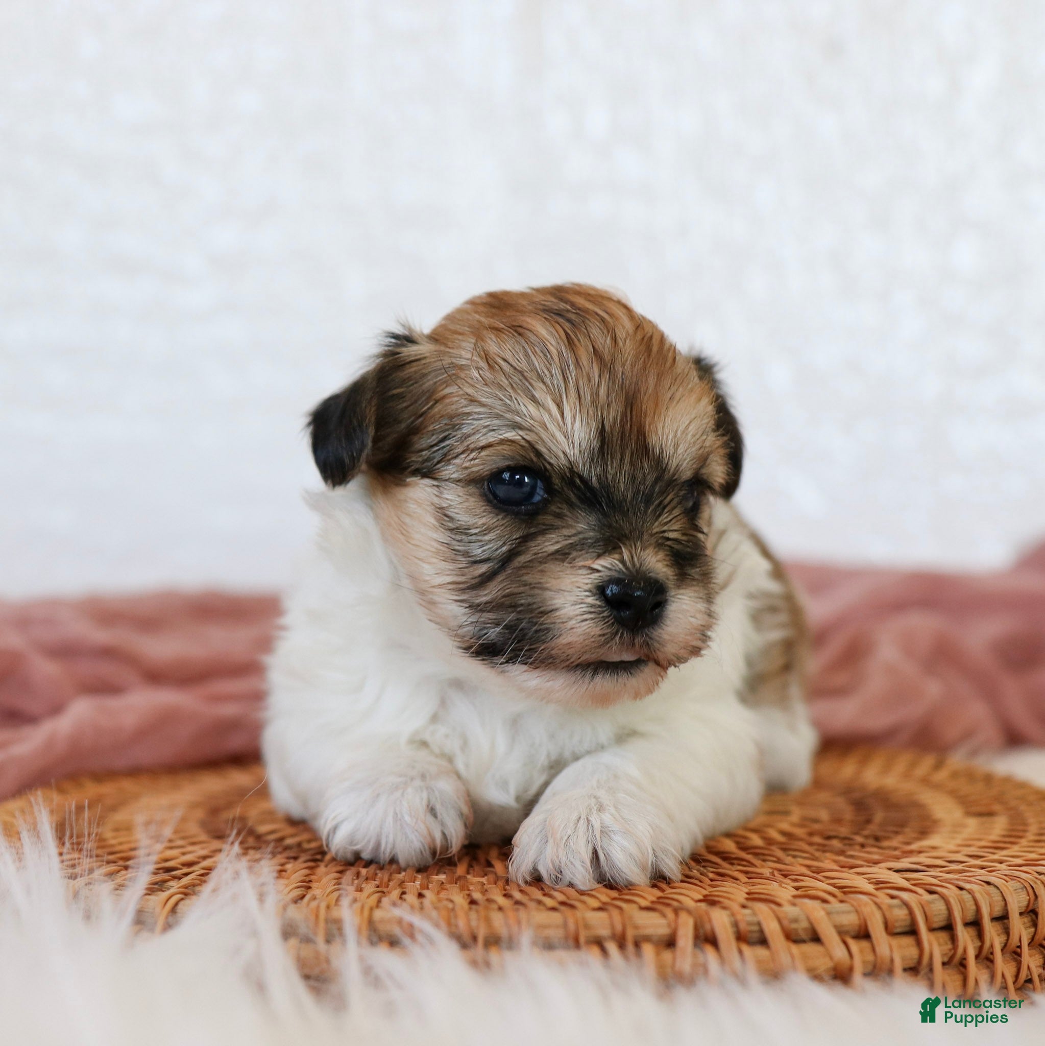 Teddy Bear dogs Cindy Teddy Bear  - Ad 1
