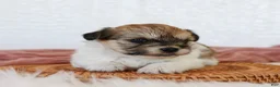 Teddy Bear dogs for sale: Cindy Teddy Bear  - Ad 1