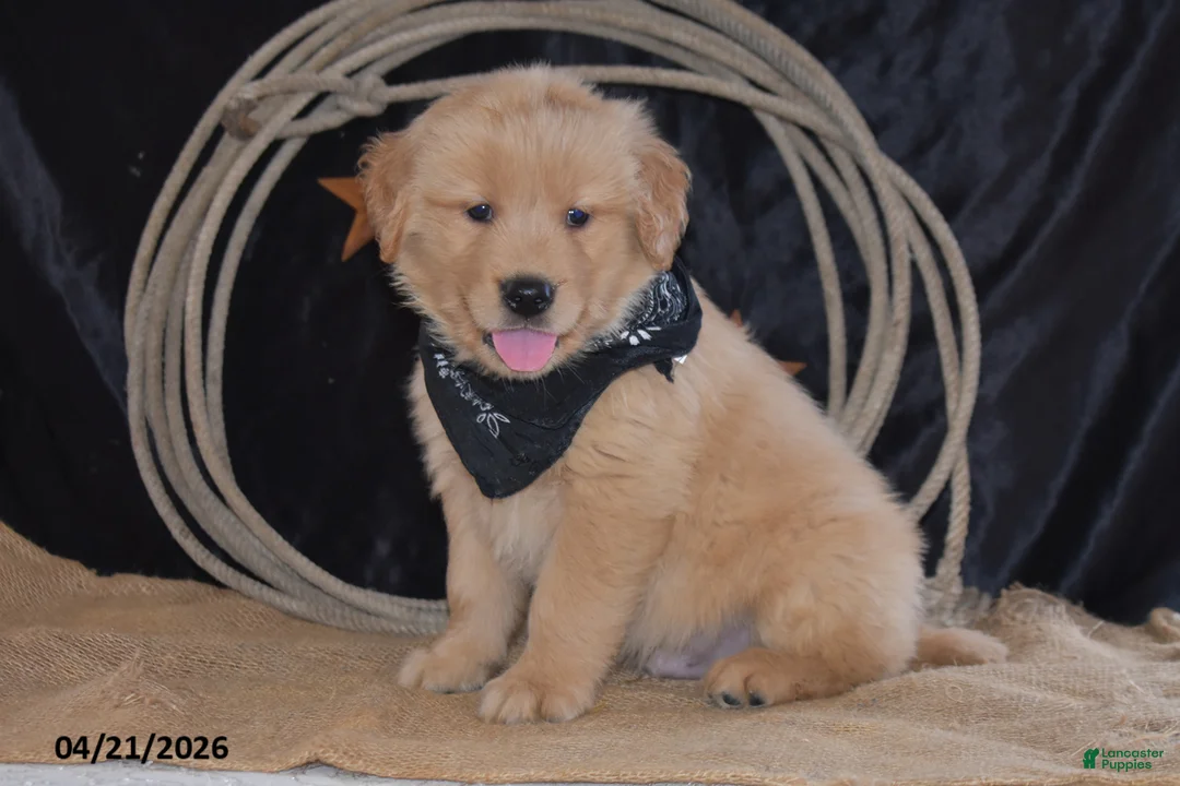 Golden Retriever dogs for sale: Kory - Ad 1