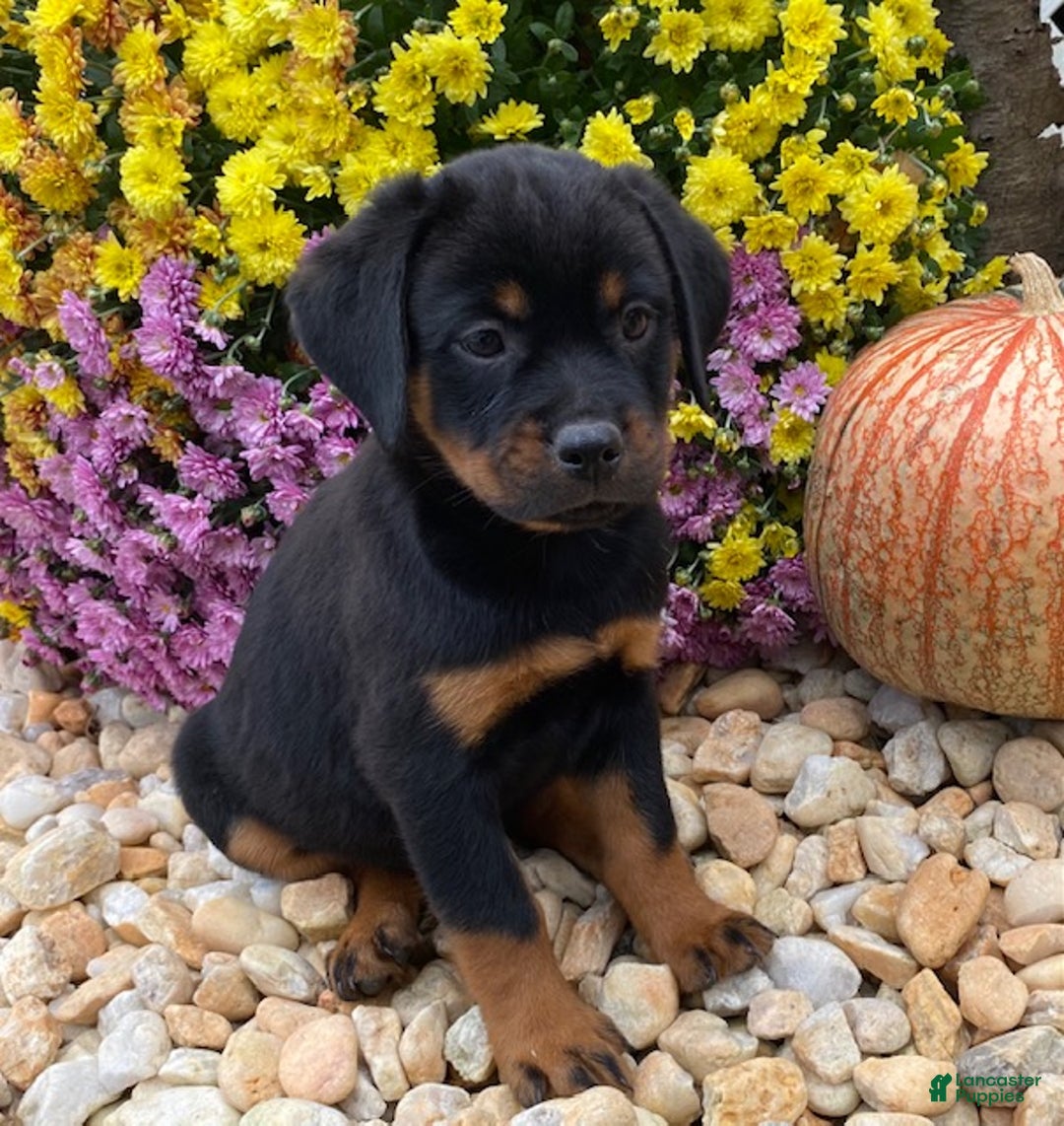 Mini Goldendoodle dogs for sale: Daisy- smallest in litter - Ad 7