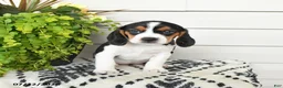 Beaglier dogs for sale: Millie - Ad 3