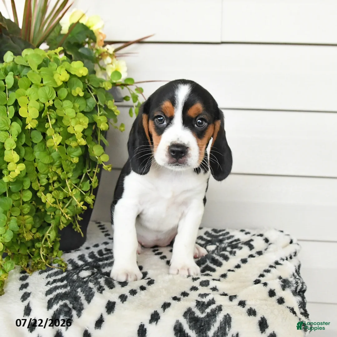 Beaglier dogs for sale: Millie - Ad 3