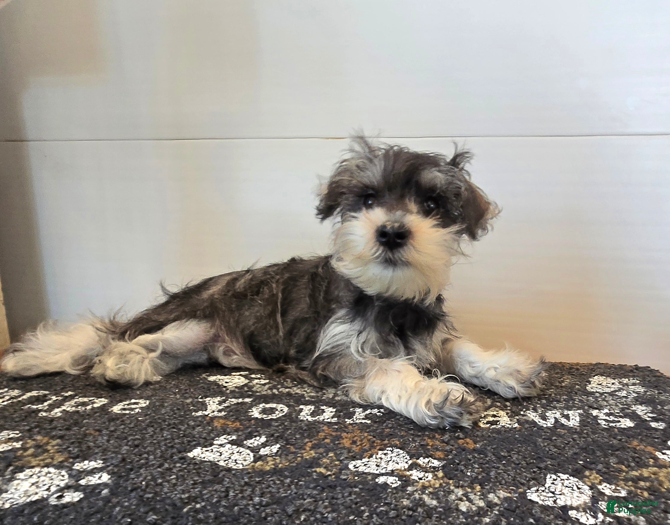 Miniature Schnauzer dogs Tessie - Ad 1