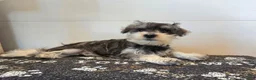 Miniature Schnauzer dogs for sale: Tessie - Ad 1