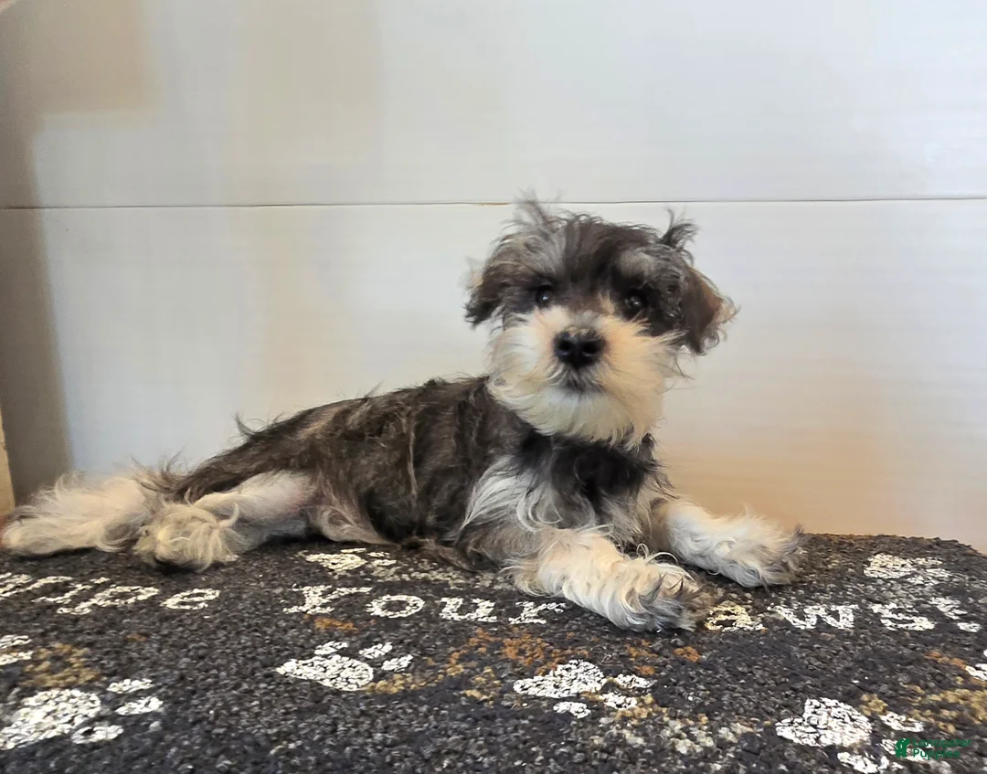 Miniature Schnauzer dogs for sale: Tessie - Ad 1