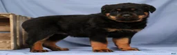 Rottweiler dogs for sale: Laura - Ad 1