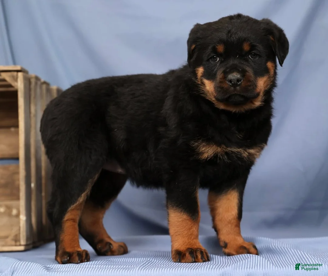 Rottweiler dogs for sale: Laura - Ad 1