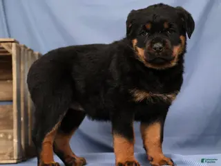 Rottweiler dogs Laura - Ad 22