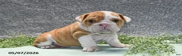 English Bulldog dogs for sale: Jackson - Ad 1