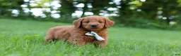 Goldendoodle dogs for sale: Charlie - Ad 9