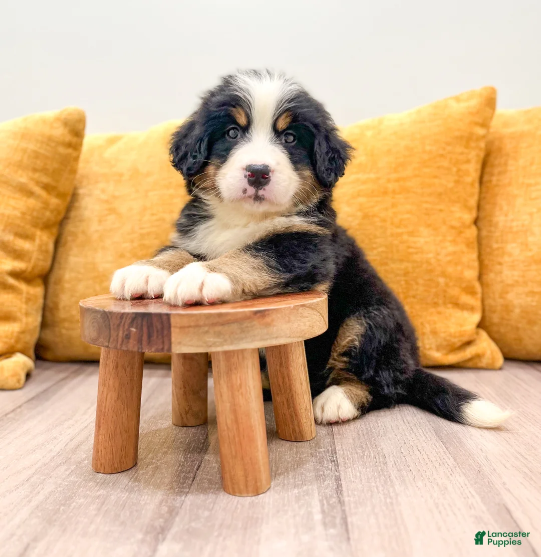 Bernese Mountain Dog dogs for sale: Colt - Ad 2