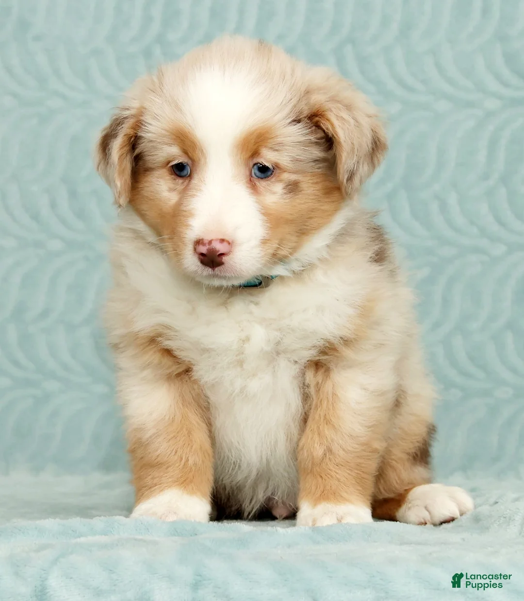 Australian Shepherd dogs for sale: Rio - Ad 2