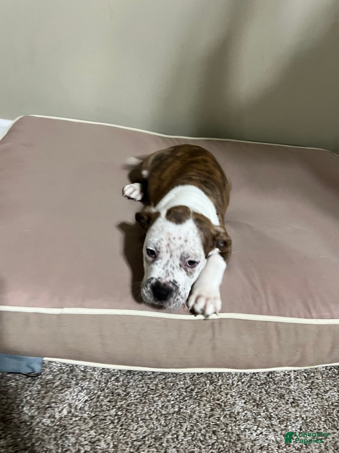 Mixed Breed dogs for sale: Mixed Breed Puppy 2 - Ad 4