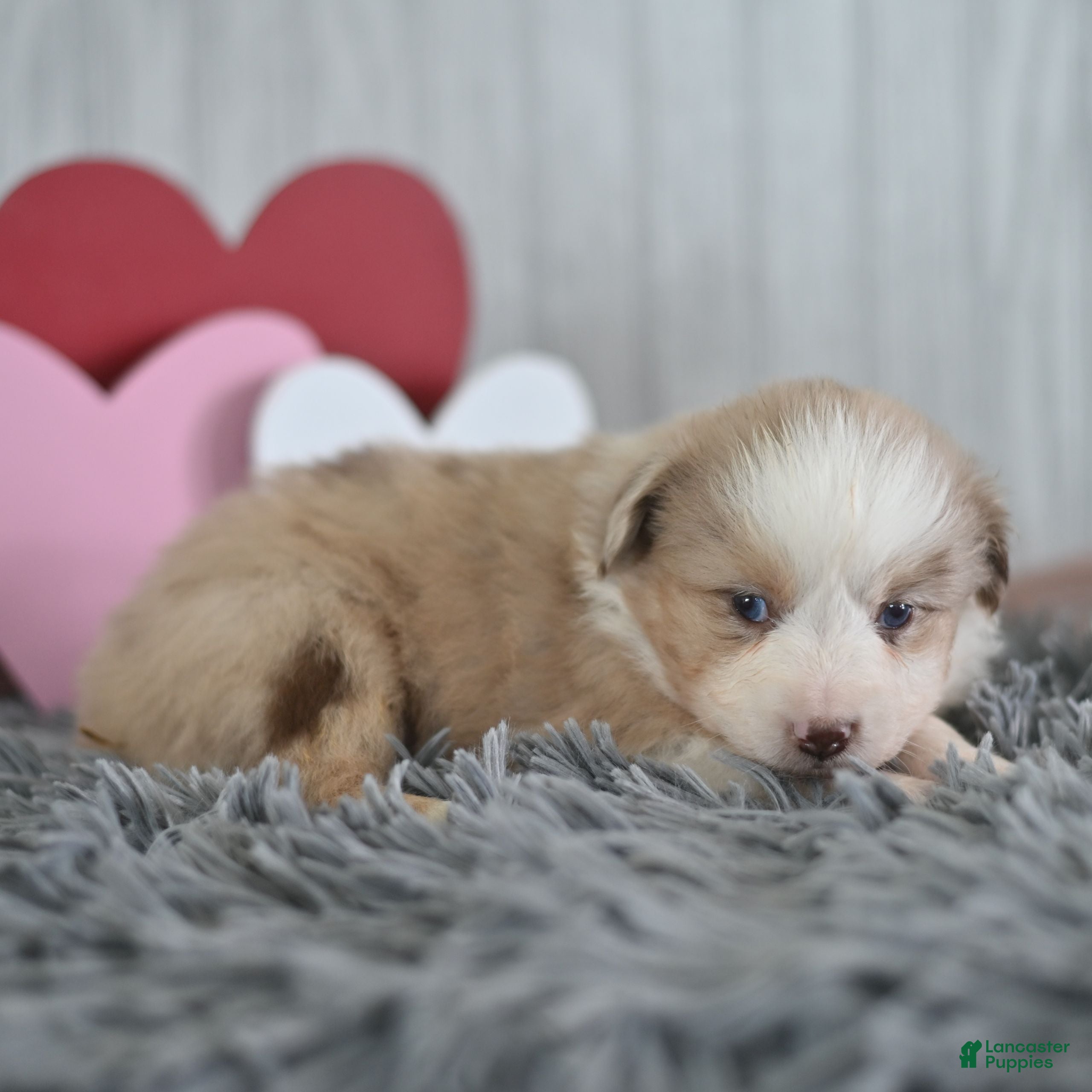 Miniature Australian Shepherd dogs Caramel  - Ad 2