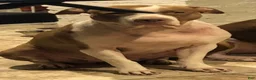 American Pit Bull Terrier dogs for sale: American Pit Bull Terrier 4 - Ad 2