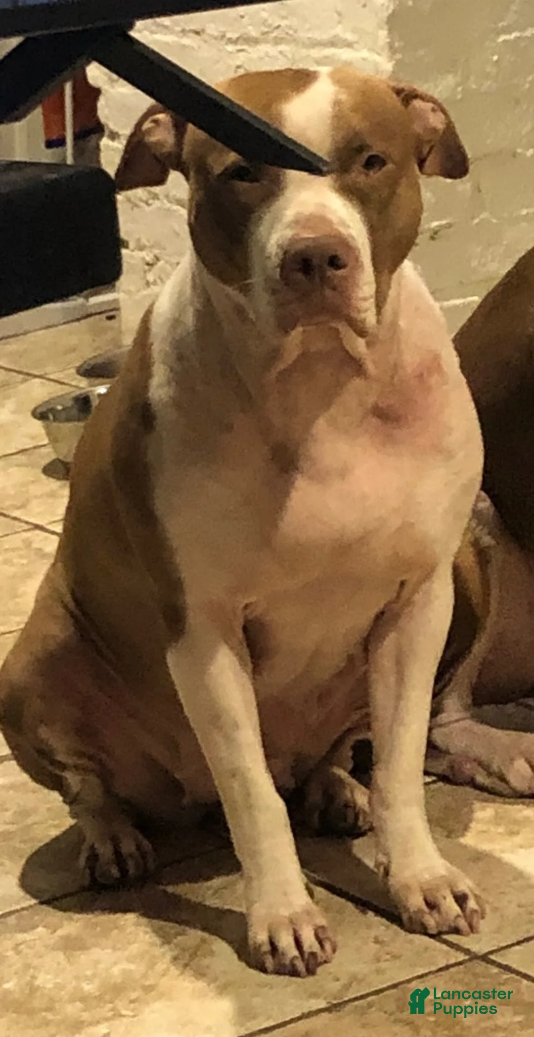 American Pit Bull Terrier dogs for sale: American Pit Bull Terrier 4 - Ad 2