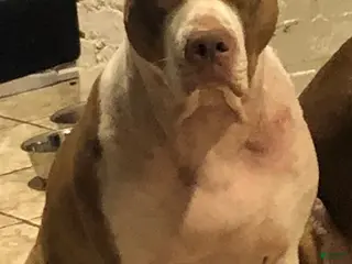 American Pit Bull Terrier dogs American Pit Bull Terrier 4 - Ad 2