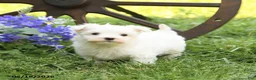 Maltese dogs for sale: Cupcake - Ad 1