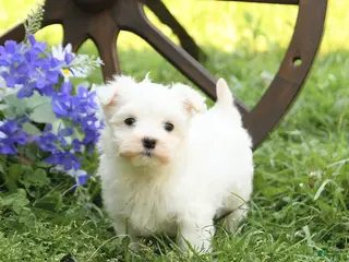 Maltese dogs for sale: Cupcake - Ad 1