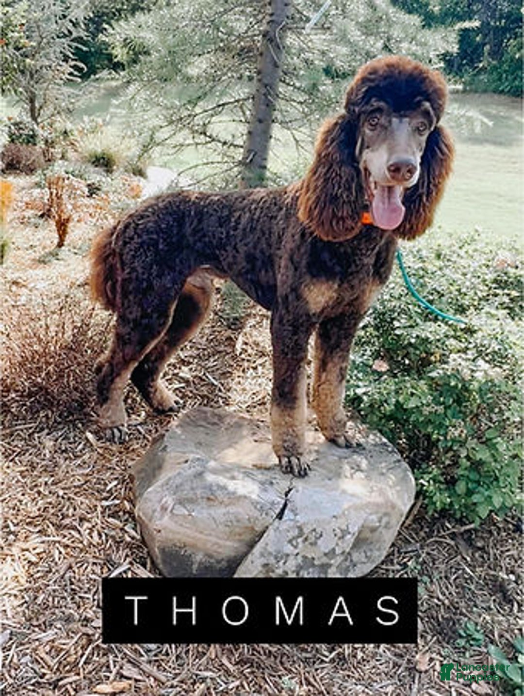 Mixed Breed dogs for sale: Leo - Ad 3