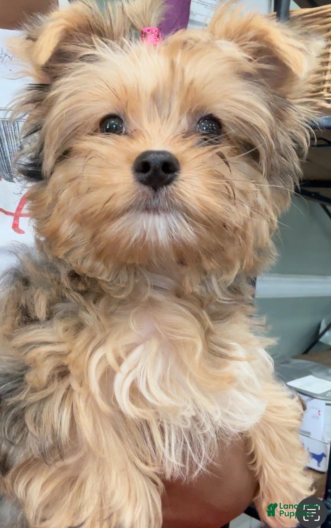Yorkshire Terrier dogs for sale: Blaze - Ad 7
