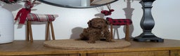 Miniature Poodle dogs for sale: Max - Ad 7