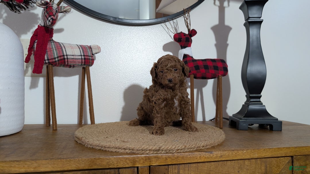 Miniature Poodle dogs for sale: Max - Ad 7