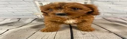 Cavapoo dogs for sale: Lucy - Ad 12
