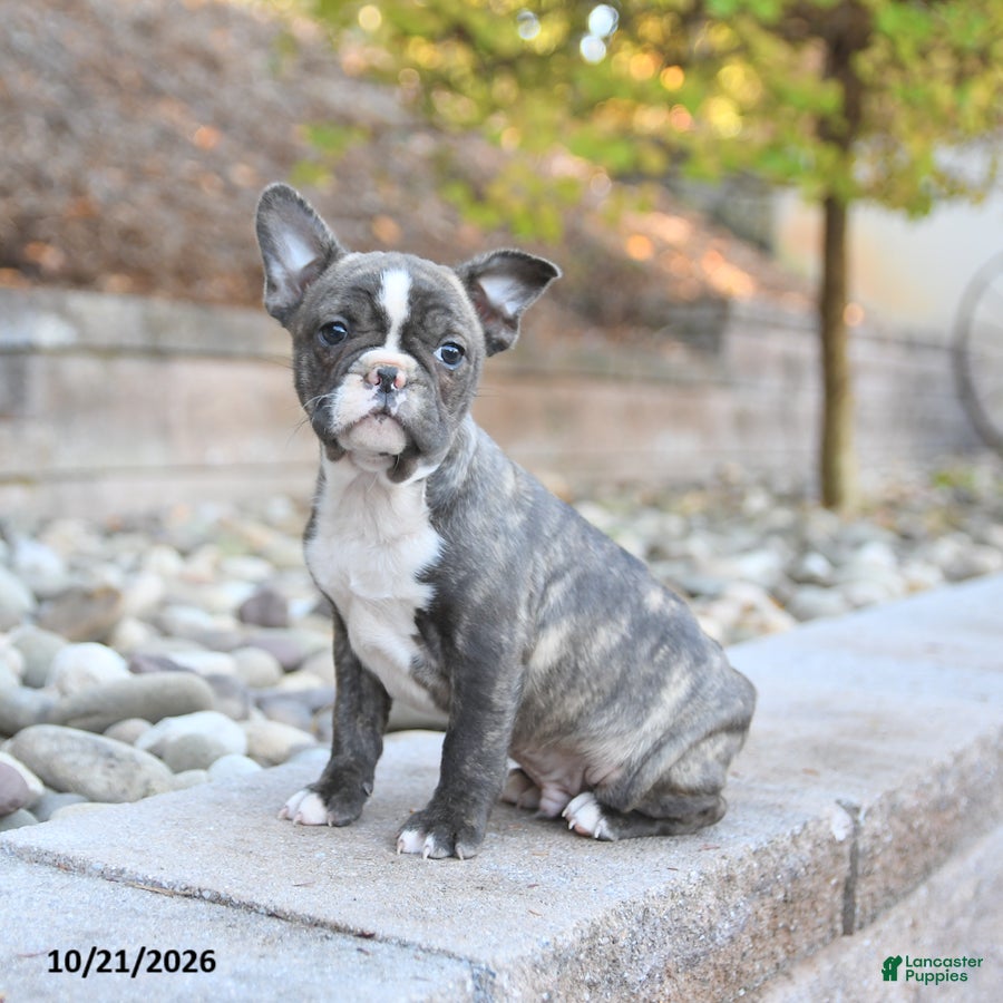 Frenchton dogs Jack  - Ad 1