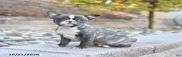 Frenchton dogs for sale: Jack  - Ad 1