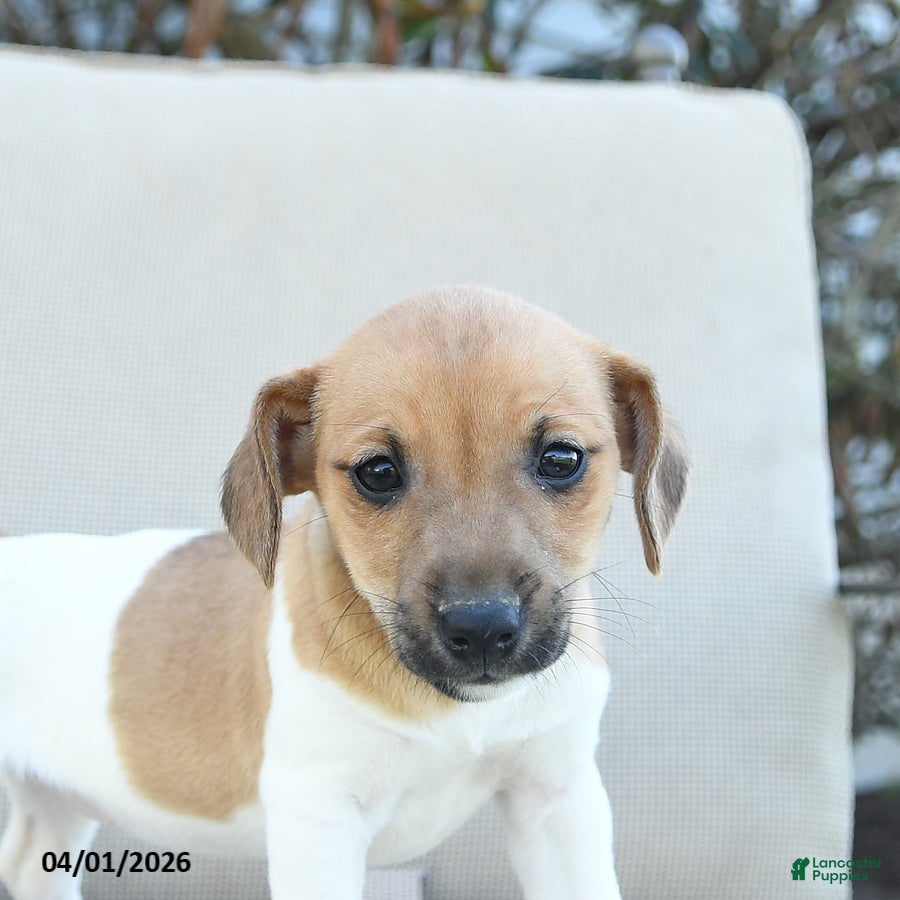 Jack Russell Terrier dogs Rhonda - Ad 2