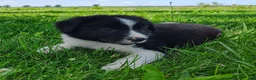 Border Collie dogs for sale: Finnley  - Ad 3