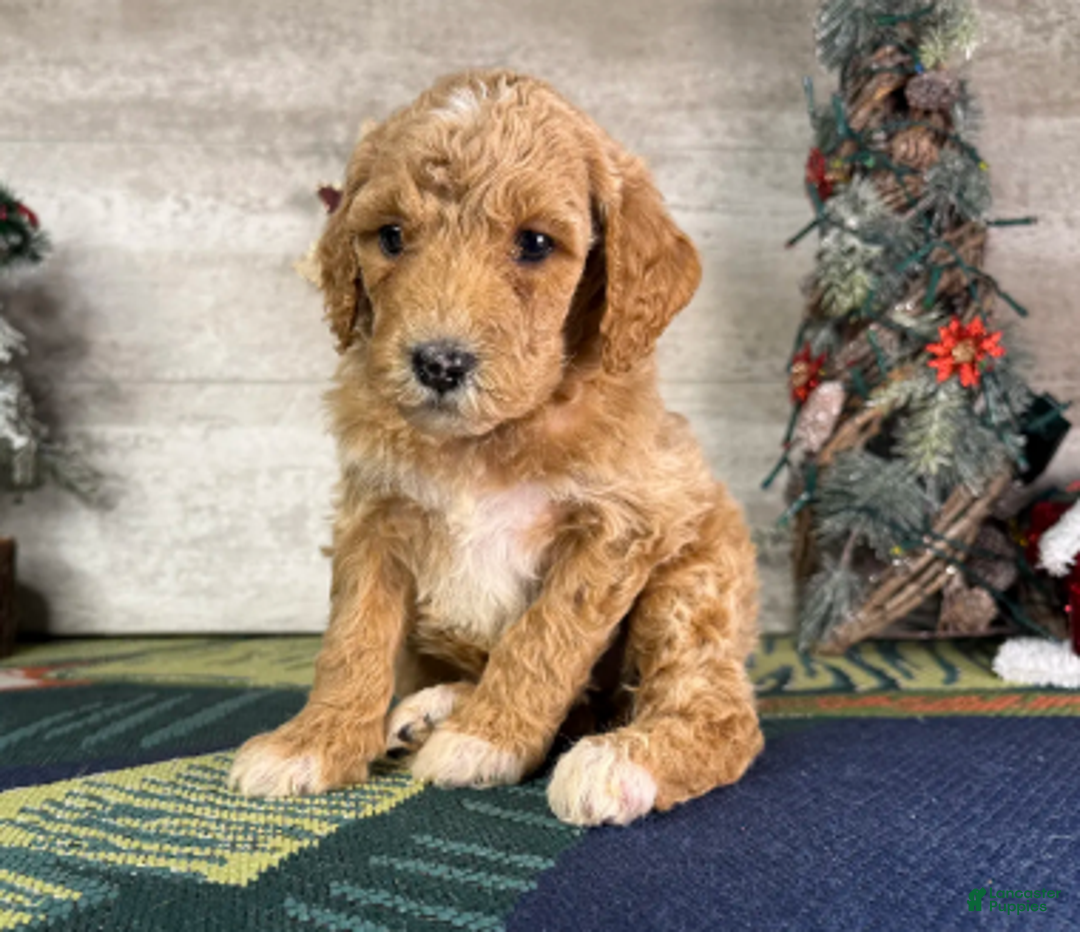 Miniature Poodle dogs for sale: Stella - Ad 4